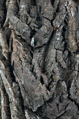 Embossed Bark texture of old tree wood pattern detail, macro photography.