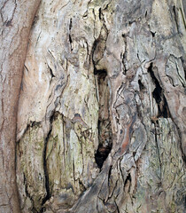 Embossed Bark texture of old tree wood pattern detail, macro photography.
