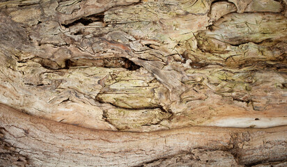 Embossed Bark texture of old tree wood pattern detail, macro photography.