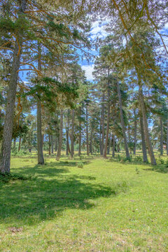 trees in the park