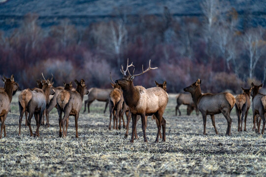 USA, Idaho, Bellevue, Bull elk among elk herd
