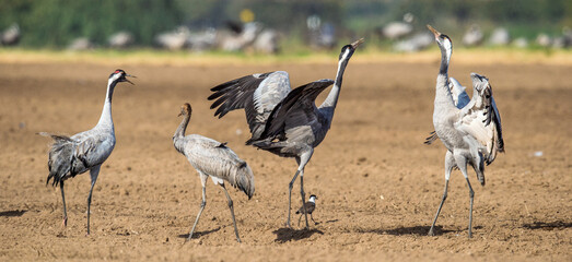 Obraz premium Dancing Cranes in arable field. Common Crane, Scientific name: Grus grus, Grus communis.