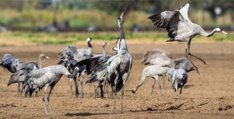 Dancing Cranes  in  arable field.  Common Crane, Scientific name: Grus grus, Grus communis.