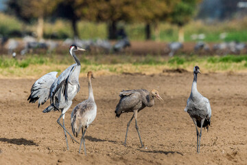 Dancing Cranes  in  arable field.  Common Crane, Scientific name: Grus grus, Grus communis.