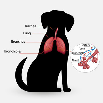 dog vector respiratory system, alveoli