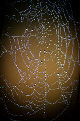 Spiderweb covered in dew drops