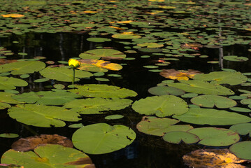 Water Lily in the Pond | UP Michigan