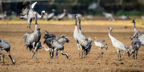 Dancing Cranes  in  arable field.  Common Crane, Scientific name: Grus grus, Grus communis.