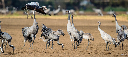 Obraz premium Dancing Cranes in arable field. Common Crane, Scientific name: Grus grus, Grus communis.