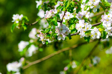 flowering branches of an apple tree on a background of trees