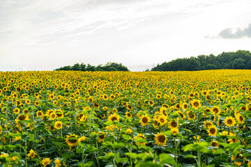Sunflowers, field of sunflower in bloom sunflower field