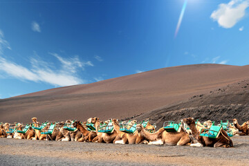 Camels resting close to the hill with blue sky in the background