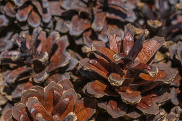 close up of pine cone