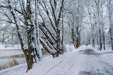Winter Landscape. Tree Covered with Snow in Winter.