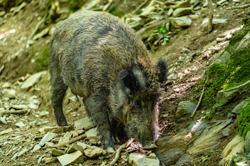 wild pig