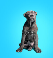 Obraz premium Cane Corso Italiano puppy