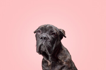 brindle puppy of the Cane Corso breed sadly looks up on a pink background