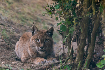 lynx in the wild