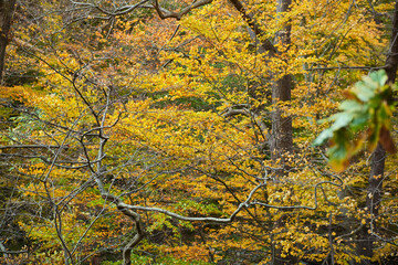 The sunshine through the Autumn leaves, Harz, Germany