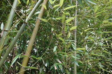 Bamboos are a diverse group of evergreen perennial flowering plants in the subfamily Bambusoideae of the grass family Poaceae.