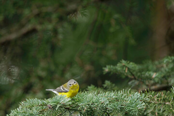 Magnolia Warbler, female or immature male in basic (non-breeding) plumage, on migration