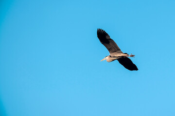 gray heron flying in sky