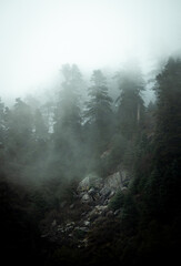 Pinsapo entre la niebla Parque Nacional Sierra de las nieves 