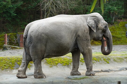 The Asian elephant is the largest land mammal on the Asian continent.