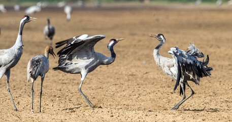 Dancing Cranes  in  arable field.  Common Crane, Scientific name: Grus grus, Grus communis.