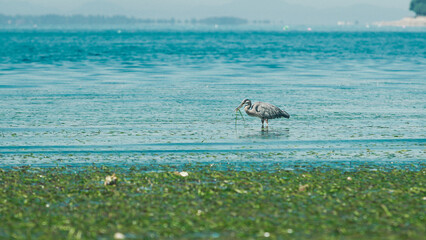 Fototapeta na wymiar great blue heron fishing 1