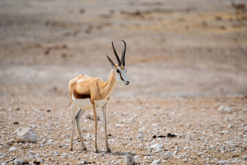 Springbok antelope in the wild. Safari in Africa, African savannah wildlife.