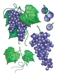 Sketch Grape bunches with leaves, vintage illustration of wine grape. Vector hand drawn icons set