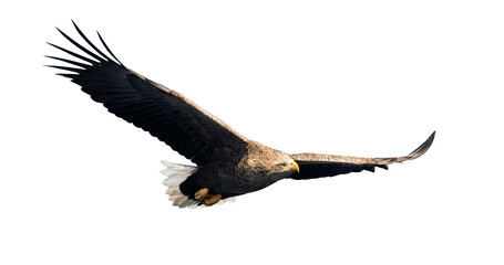 Adult White-tailed eagle in flight. Isolated on White background. Scientific name: Haliaeetus albicilla, also known as ern, erne, gray eagle, Eurasian sea eagle and white-tailed sea-eagle