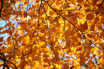 The sunshine through the Autumn leaves, Harz, Germany