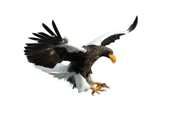 Adult Steller's sea eagle in flight.  Scientific name: Haliaeetus pelagicus. Isolated on white background.