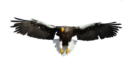 Adult Steller's sea eagle in flight.  Scientific name: Haliaeetus pelagicus. Isolated on white background.