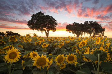 A beautiful sunflower field at sunset, Central Valley, California, USA