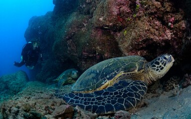 Diver and sleeping green sea turtles, Kauai, Hawaii