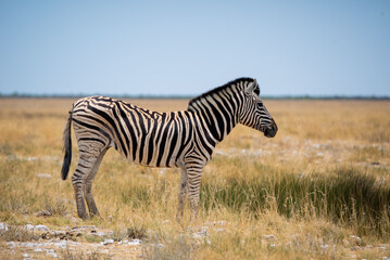 Fototapeta premium Zebra in the wild. Safari in Africa, African savannah. Wildlife, animals.
