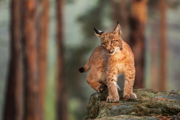 cub Eurasian lynx (Lynx lynx) standing on a rock in a pine forest