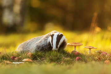 European badger (Meles meles) looking for food around mushrooms in the autumn forest