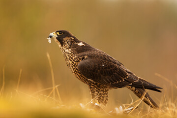 female Peregrine falcon (Falco peregrinus) in the grass he tore up his captured prey