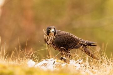 female Peregrine falcon (Falco peregrinus) has caught a pigeon