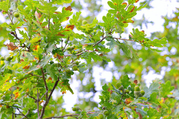 Fototapeta na wymiar Fruit of an Oak tree ripe in autumn, on a nice sunny day. acorn close up