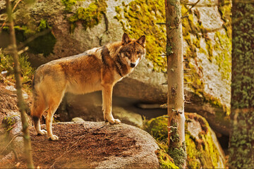 male Eurasian wolf (Canis lupus lupus) standing in the woods on a big boulder