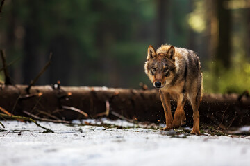 male Eurasian wolf (Canis lupus lupus) walking along a forest path with remnants of snow