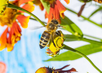 A honey bee flying on a flower. A bee working on a garden.