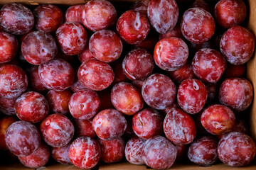 Top view of shiny sweet red plum.