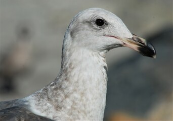 Seagull