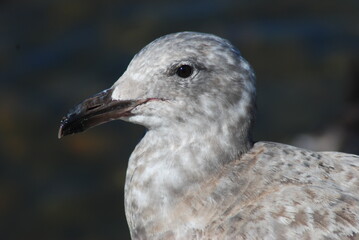 Gull profile
